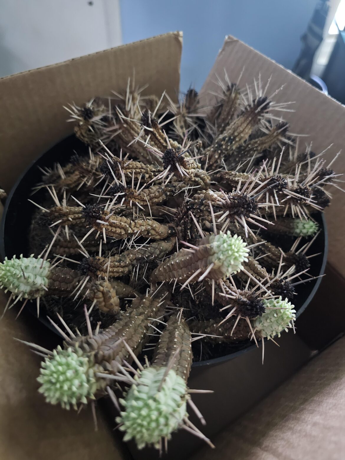 Euphorbia Mammillaris (Indian Corn Cob) Advice Euphorbia Mammillaris (Indian Corn Cob) Advice