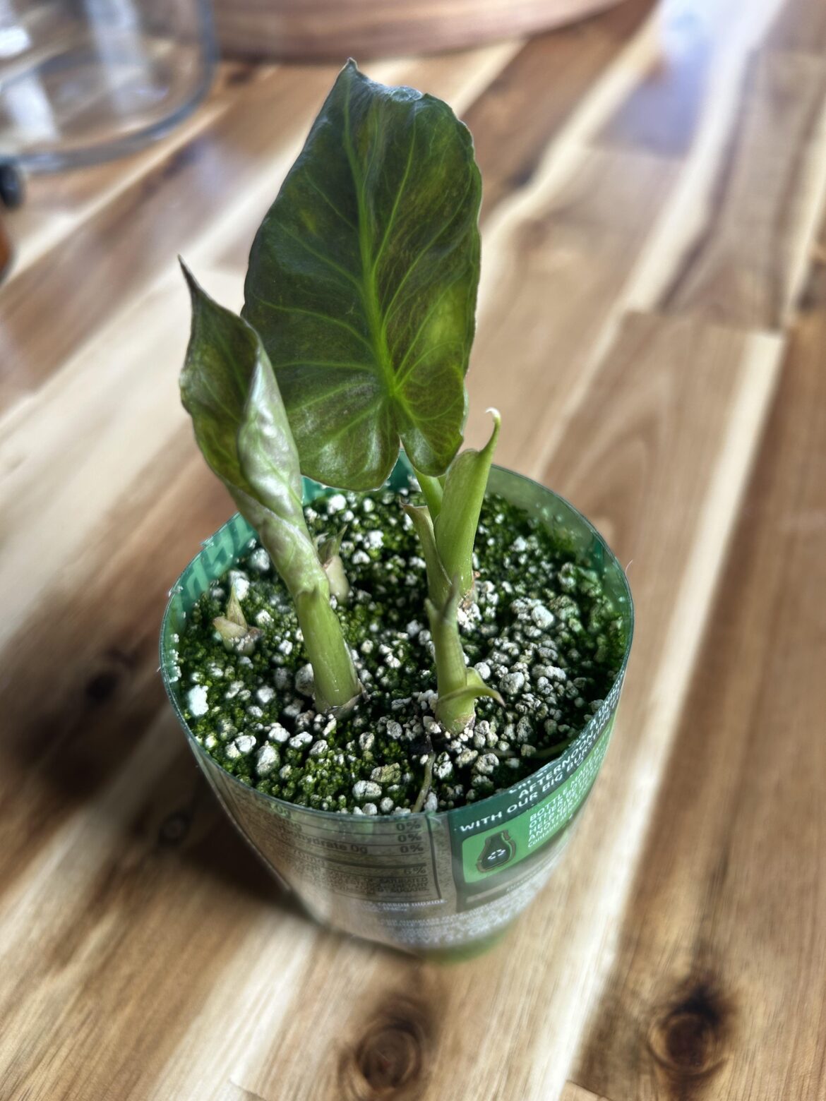 My corms are doing well 🌱