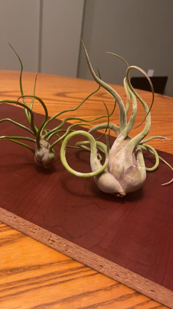 newbie with two impulse buys… and I have some health concerns newbie with two impulse buys... and I have some health concerns