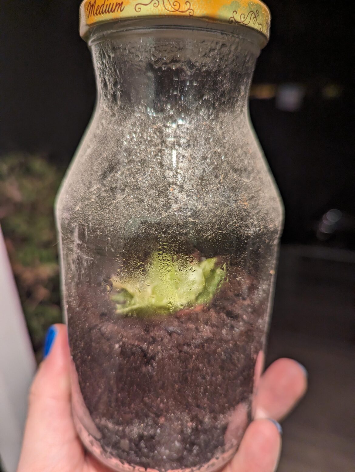 My very first terrarium