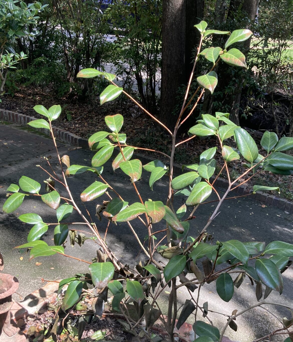 What's happening to my Camellia?