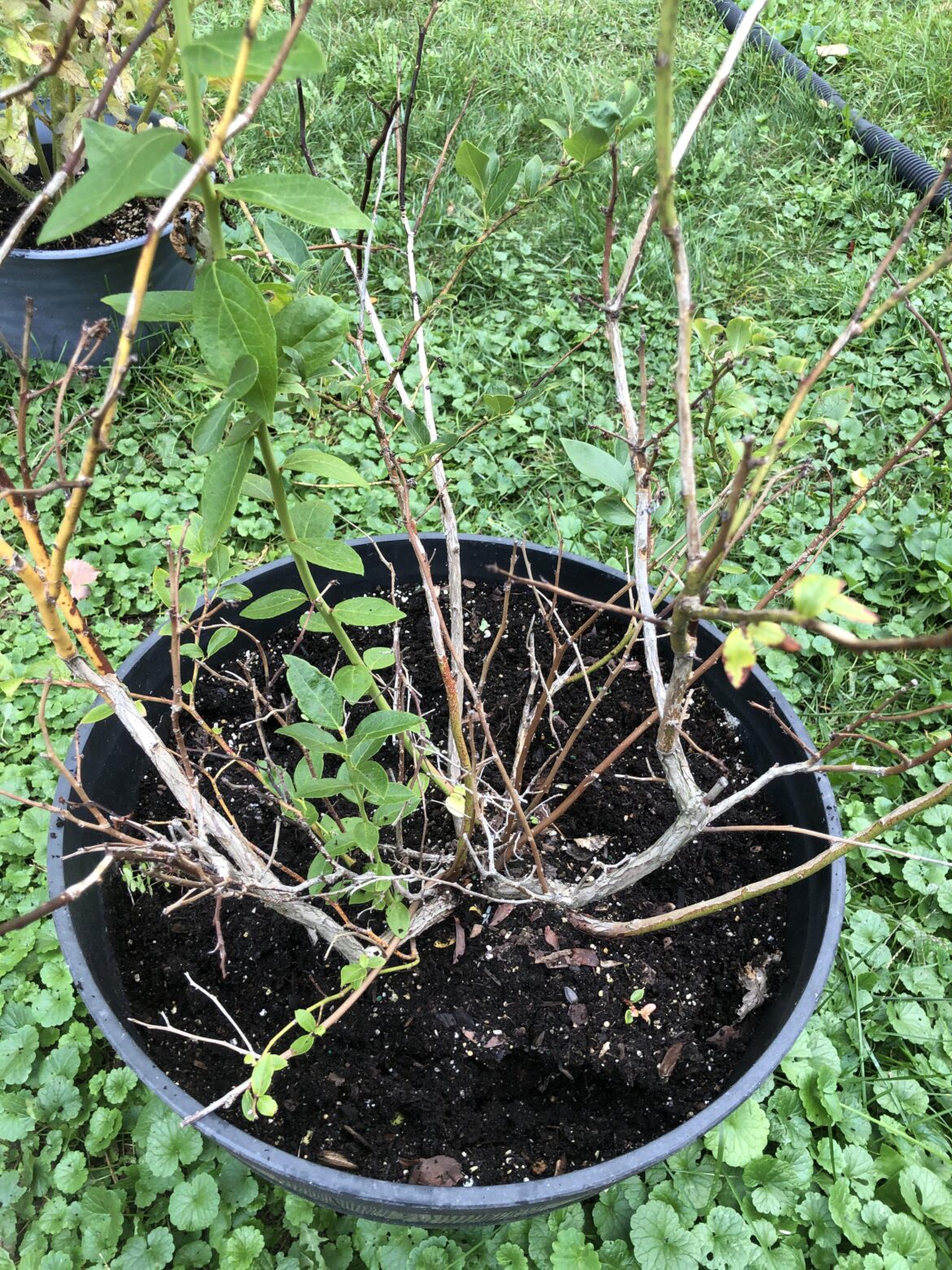 How/should I trim this blueberry bush?