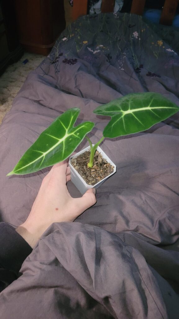 Have this green velvet alocasia, any care tips/advice