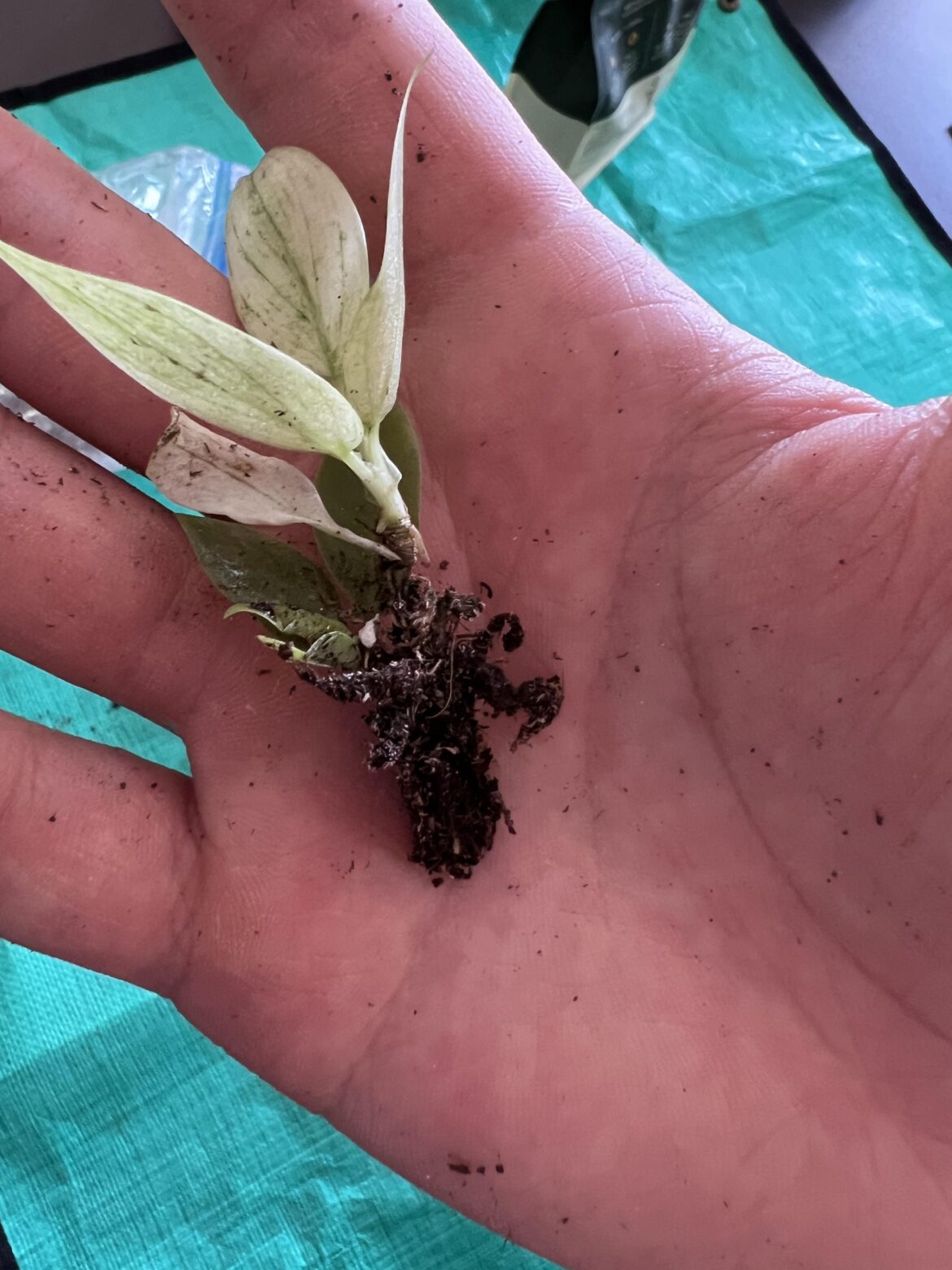 Care for the worlds smallest Florida ghost?