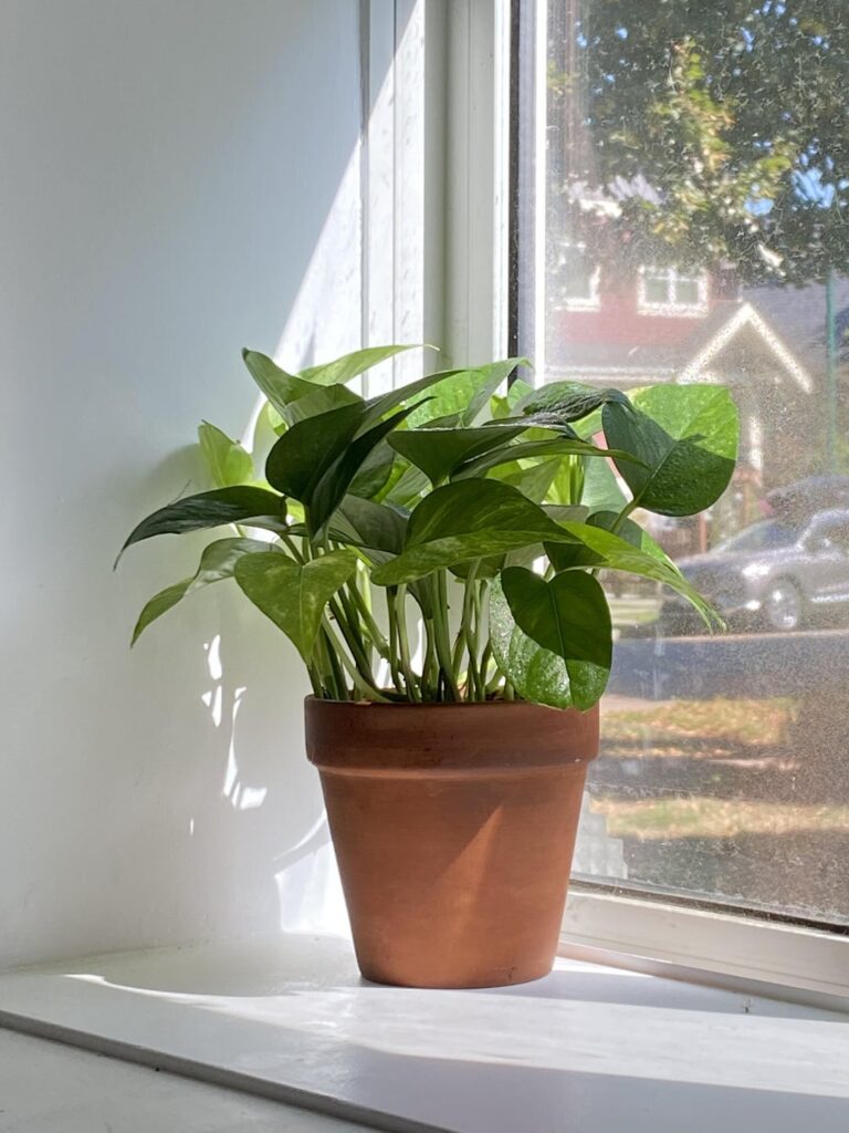 is this a good spot for my pothos? it sat in a darker window before, hence the almost zero variegation
