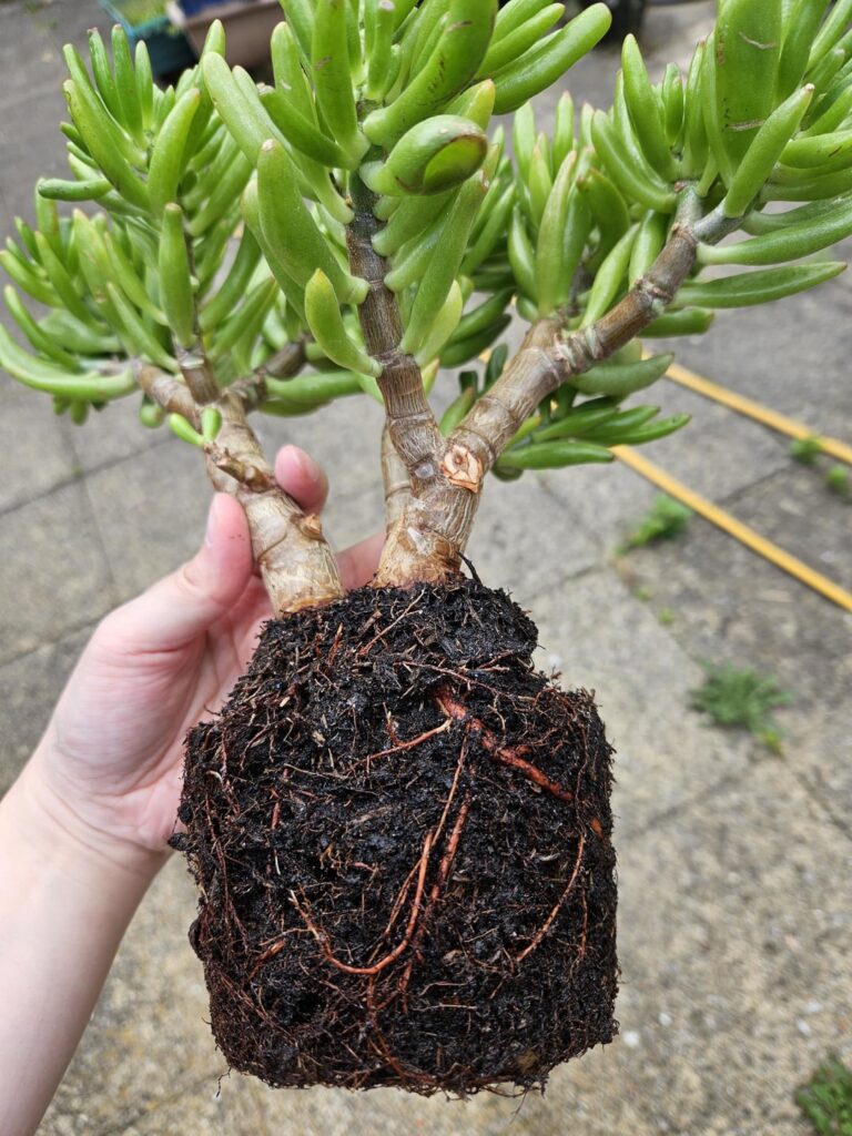 How best to get rid of the old soil, without too much damage to the roots?