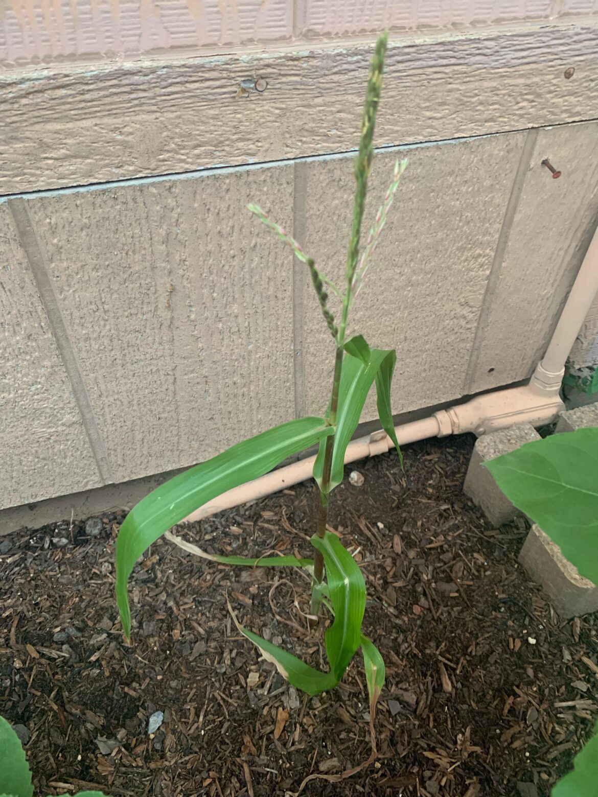 Sister forgot what she planted