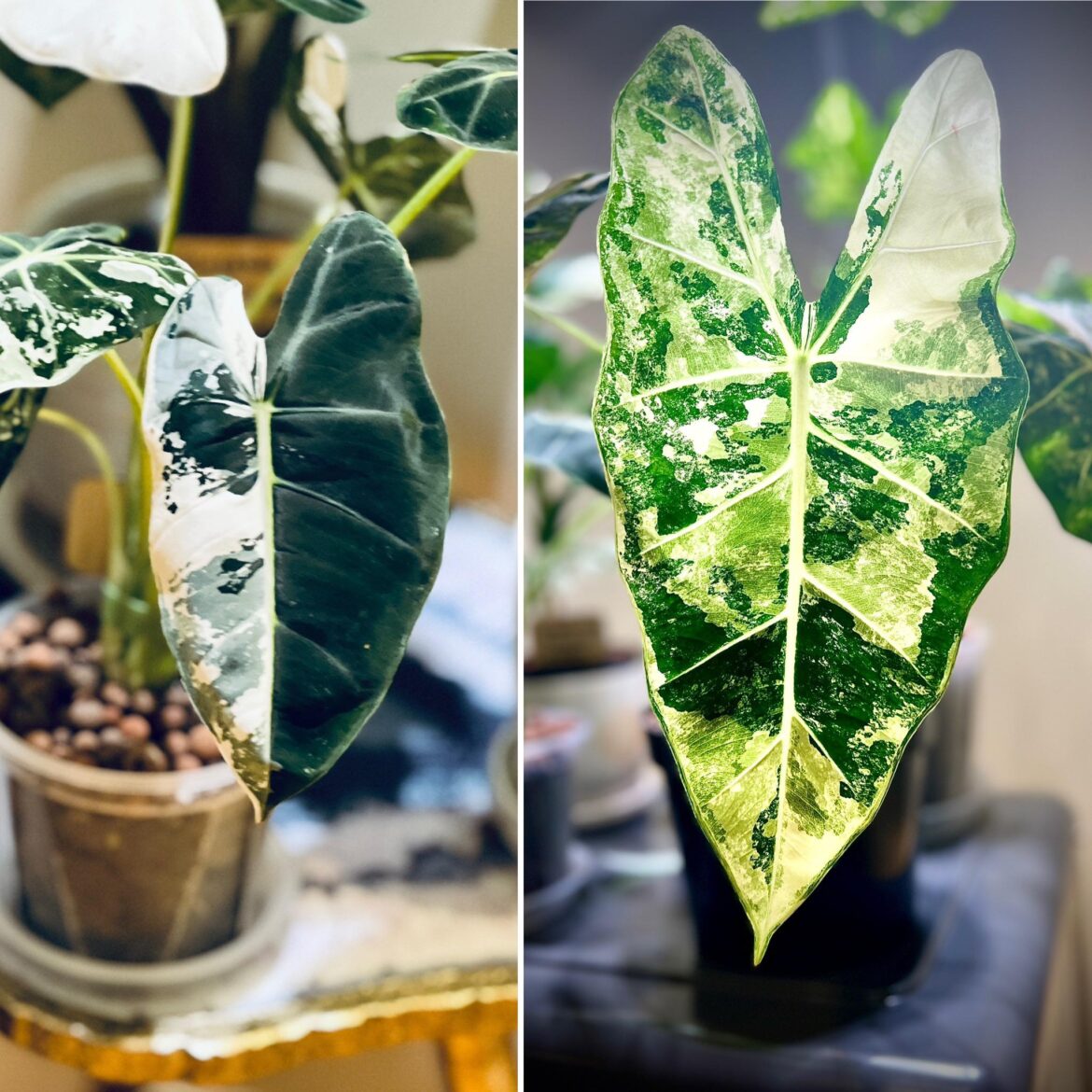 What are the proper names for these two variegations? Both were sold as “Variegated Frydek”