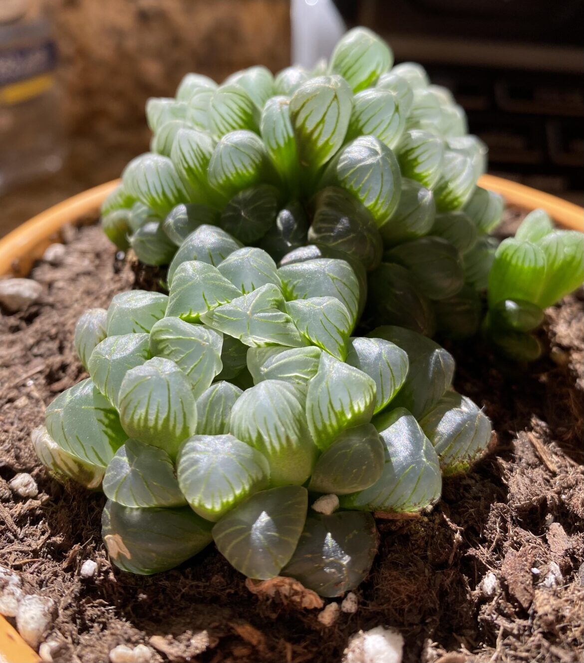 Love my little jelly baby ⭐️