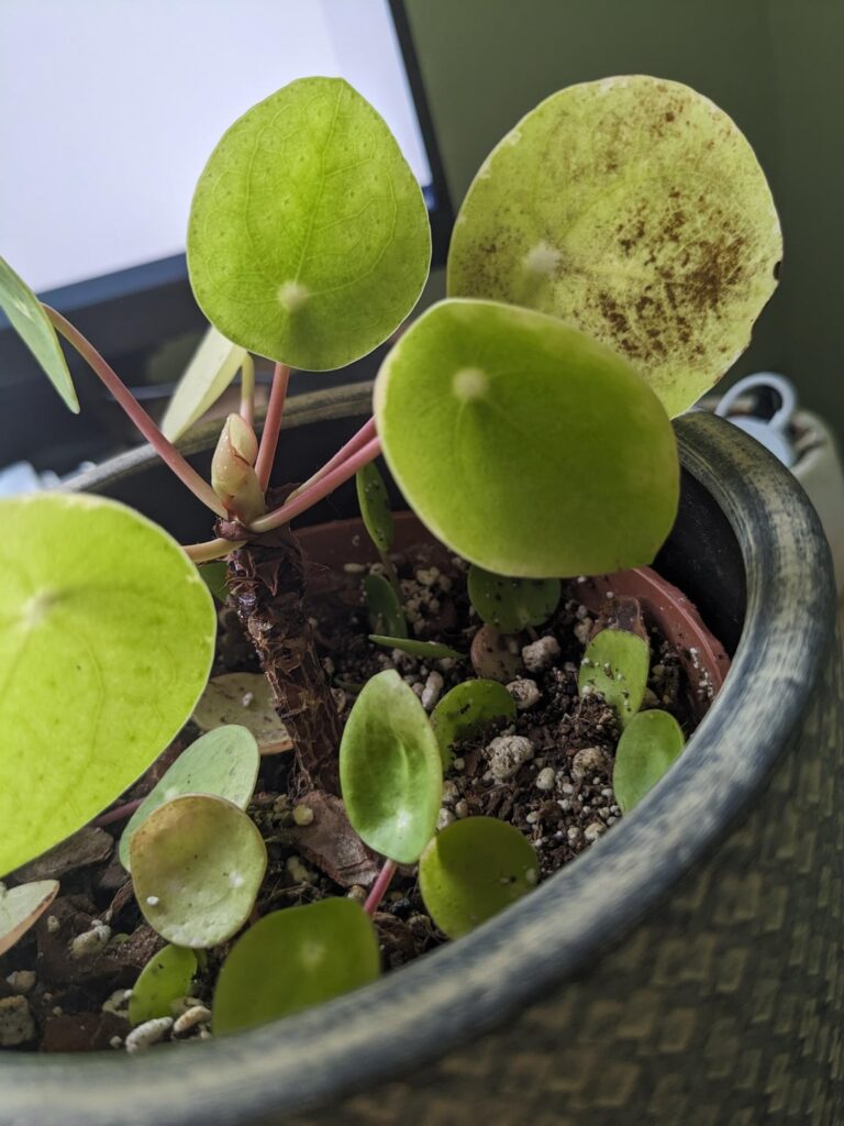 What’s wrong with my pilea? What's wrong with my pilea?