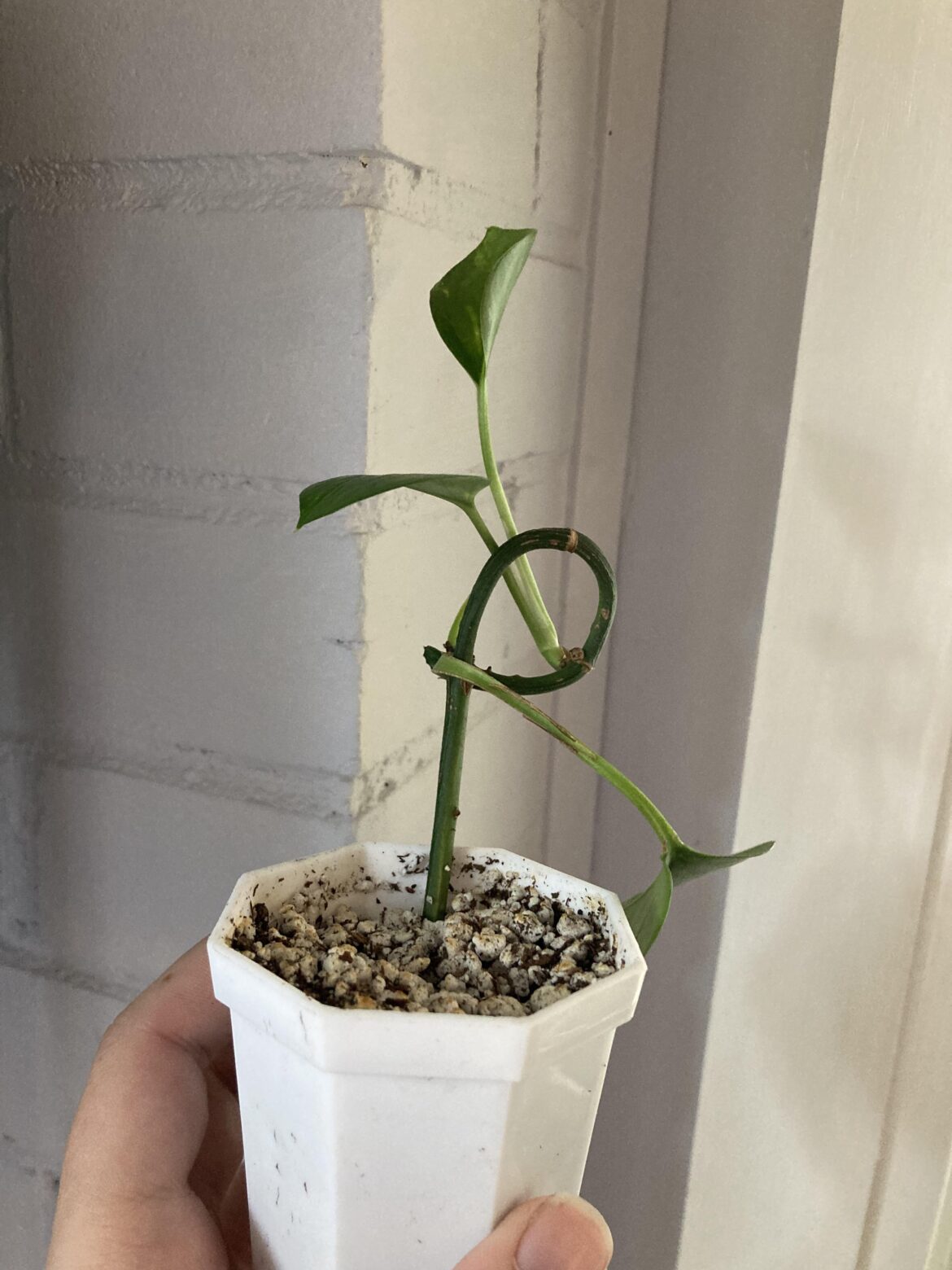 Decided to save the lil loop de loop from my long vine when I chopped this golden cause it’s so cute!