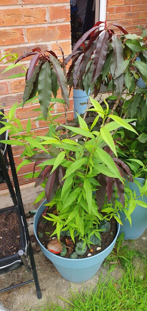 New growth on a peach tree