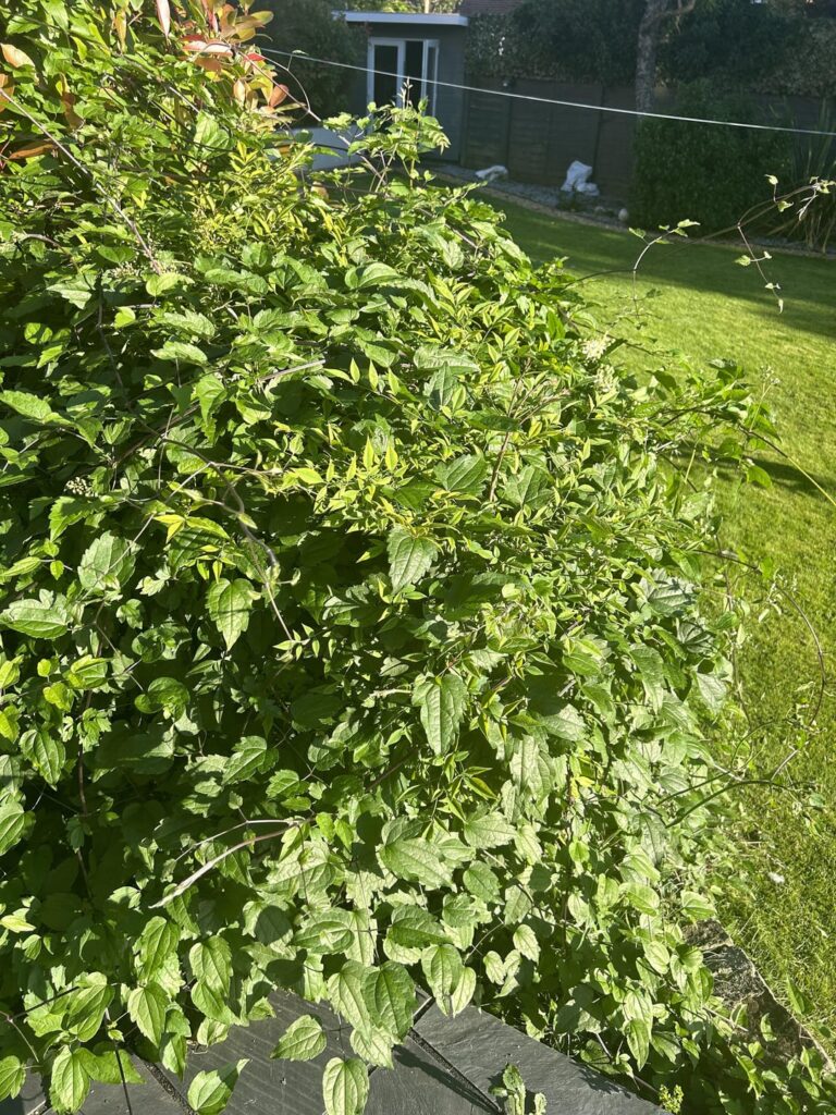 Identification for this plant that keeps growing and wrapping around other plants