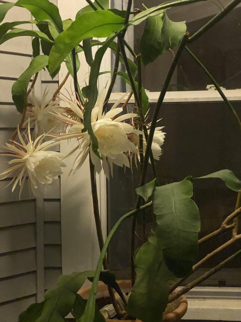 So proud of my Night Blooming Cereus
