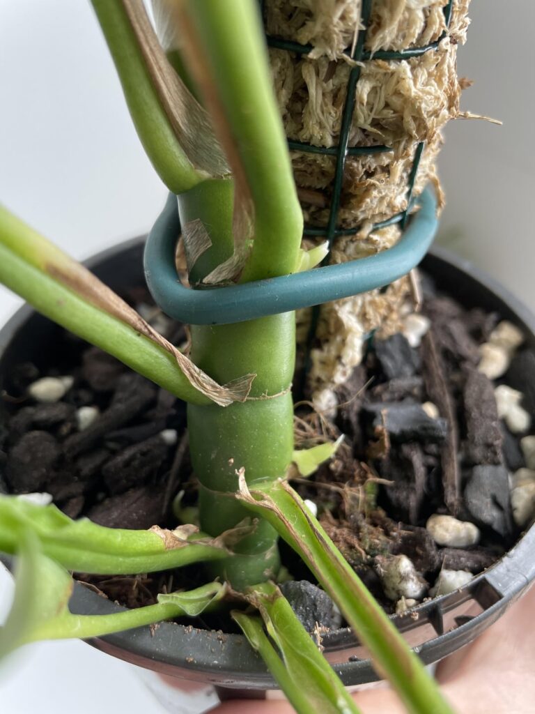 What are these growth points on my Rhaphidophora tetrasperma?
