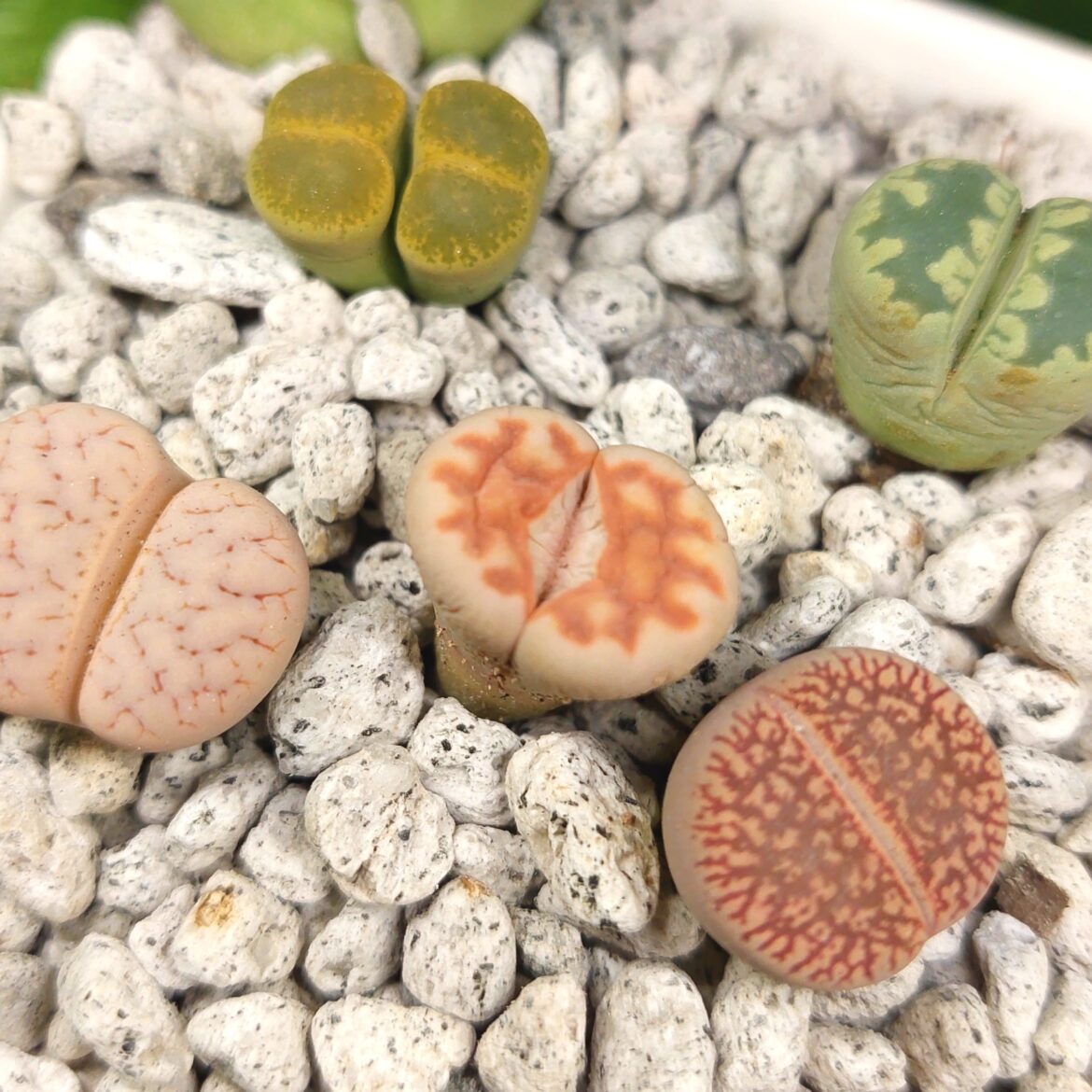 Is my Lithops splitting or is it just dehydrated? Is my Lithops splitting or is it just dehydrated?