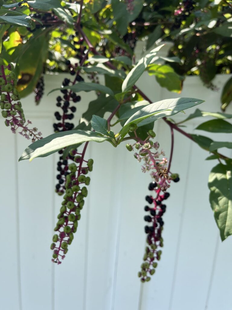 Trying to make sure this isn’t poisonous to my dog.