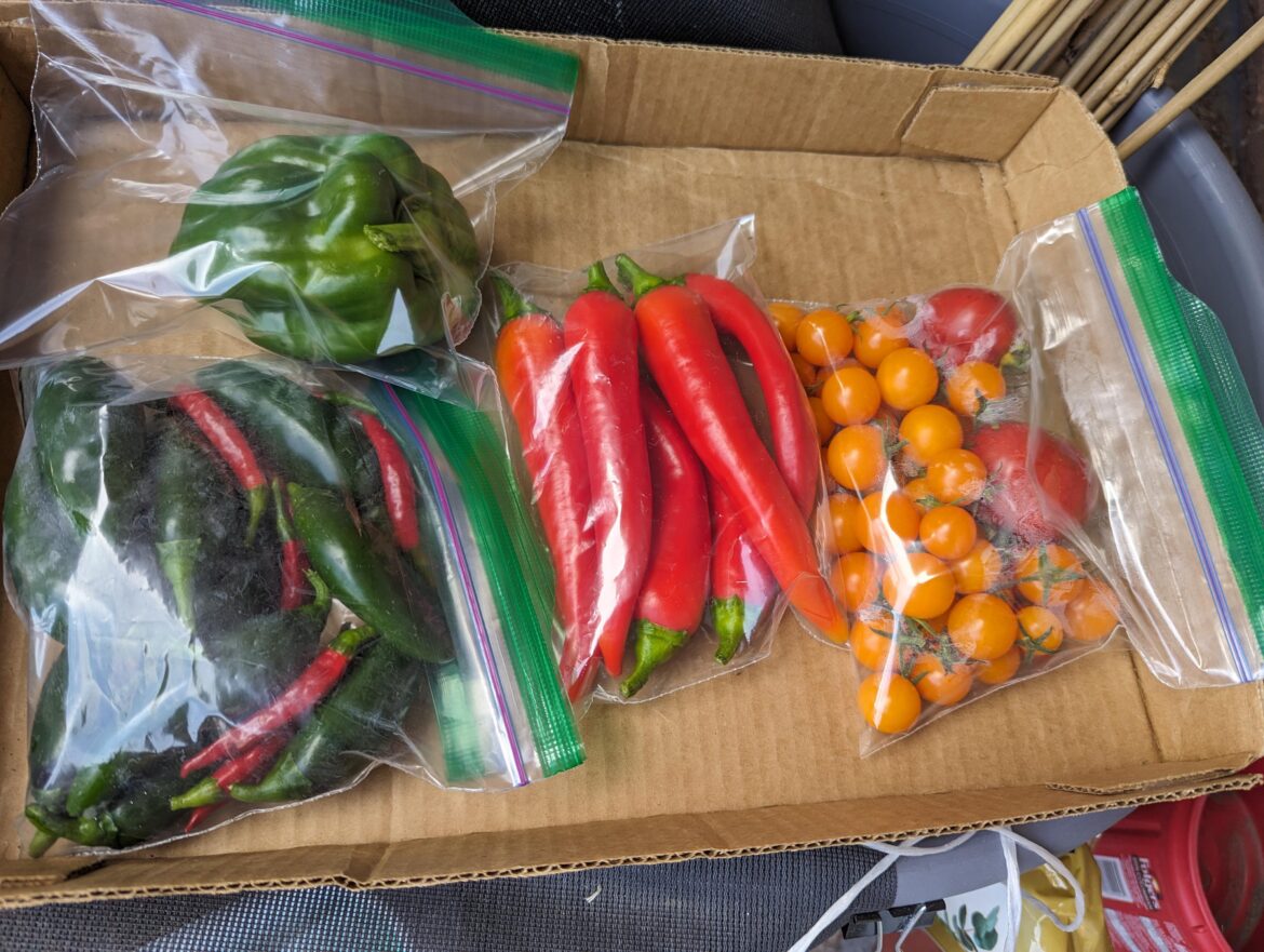 First time growing vegetables!