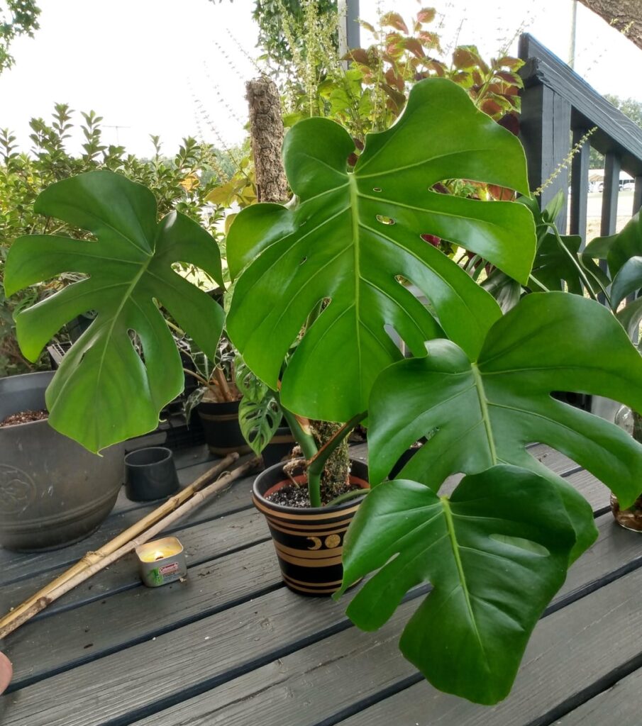 from two big vines on poles, I now have two new plants from top cuttings of both(four leaves each), nine single node cuttings with leaves, three nodes without leaves(one had roots and got potted, two with moss prop) and one base plant growing three babies. and my tiny baby has a new leaf 🥰