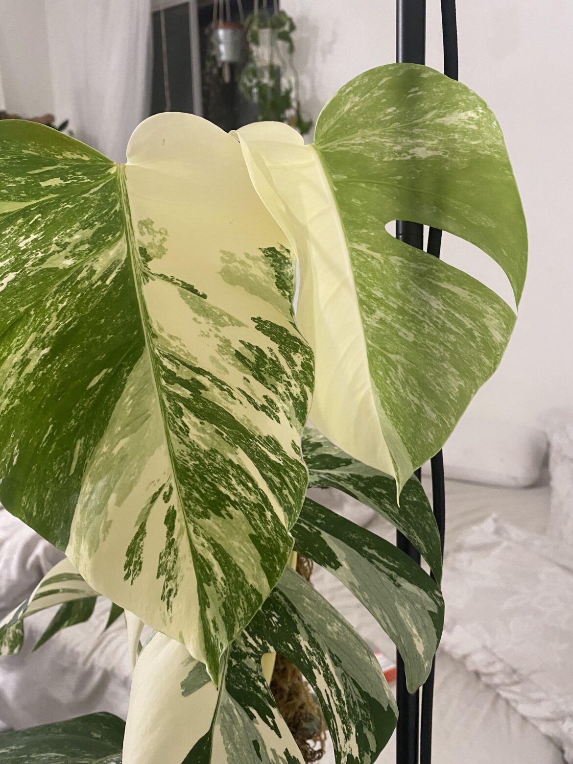 the two new leaves after cutting her