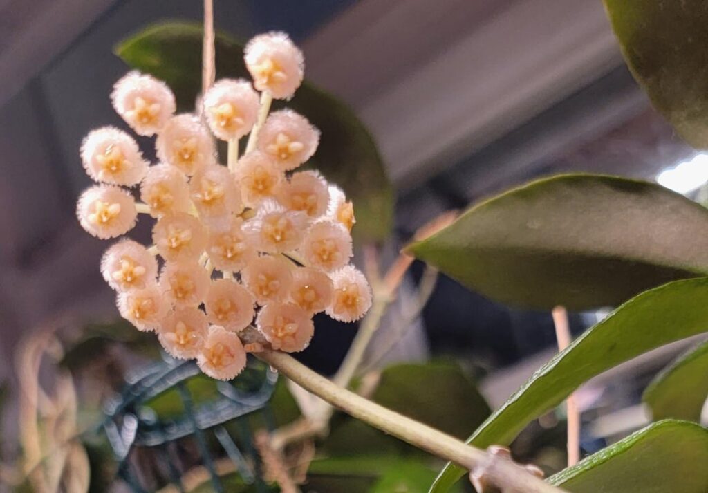 cute plushy sunrise flowers 🐩