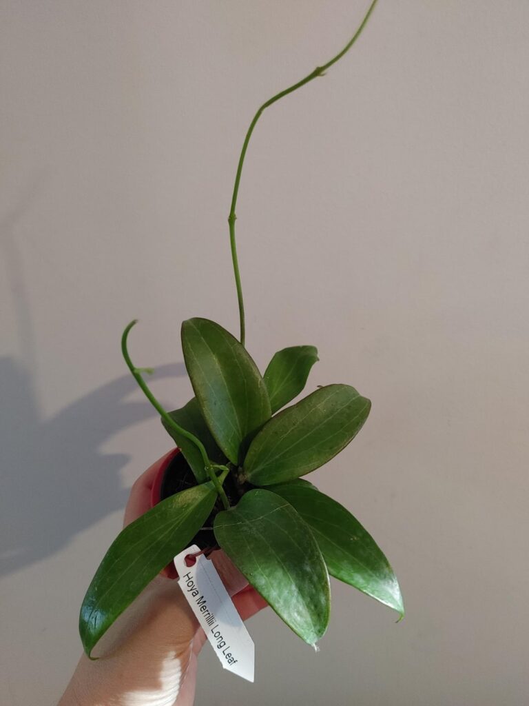 Unbelievable find at the local Canadian Tire!