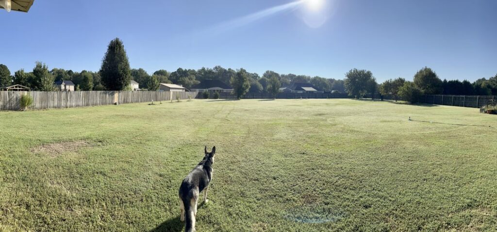 Looking for advice for backyard