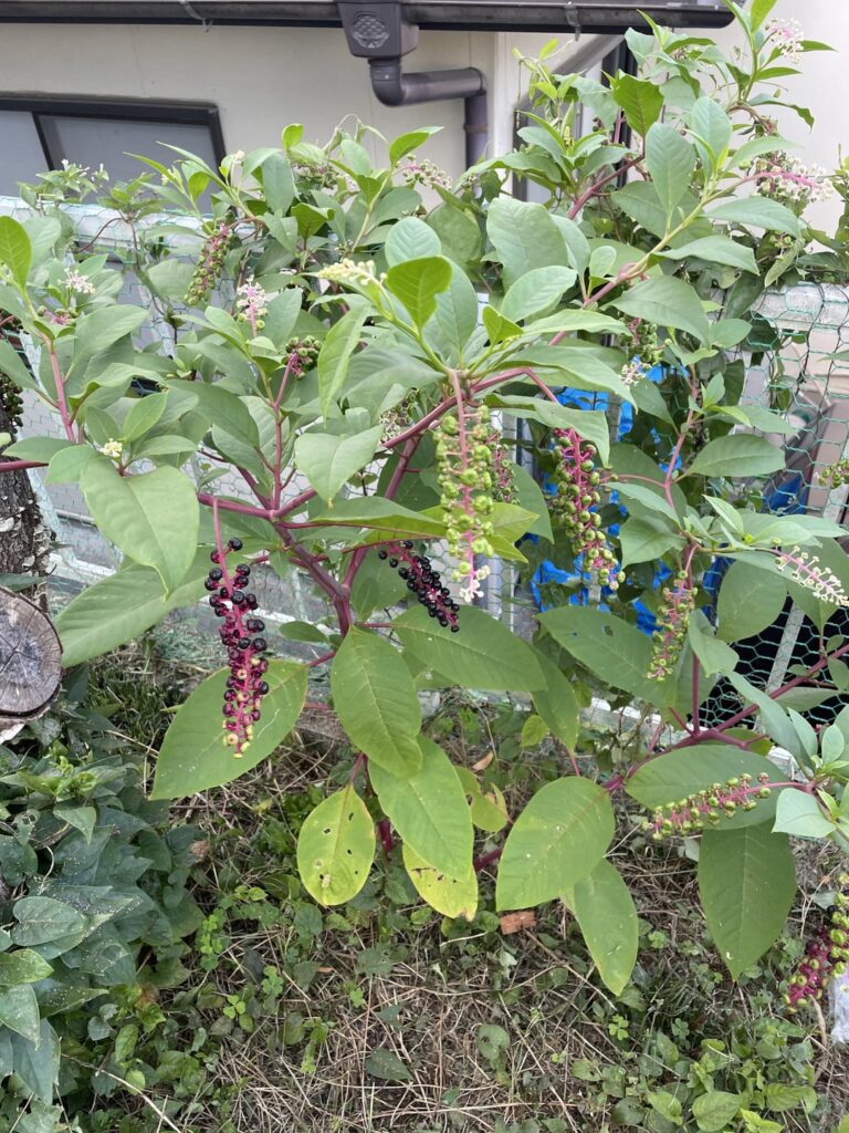 From Rural(ish) Japan. I have no clue. Wondering if it’s safe to leave intact around my dog.