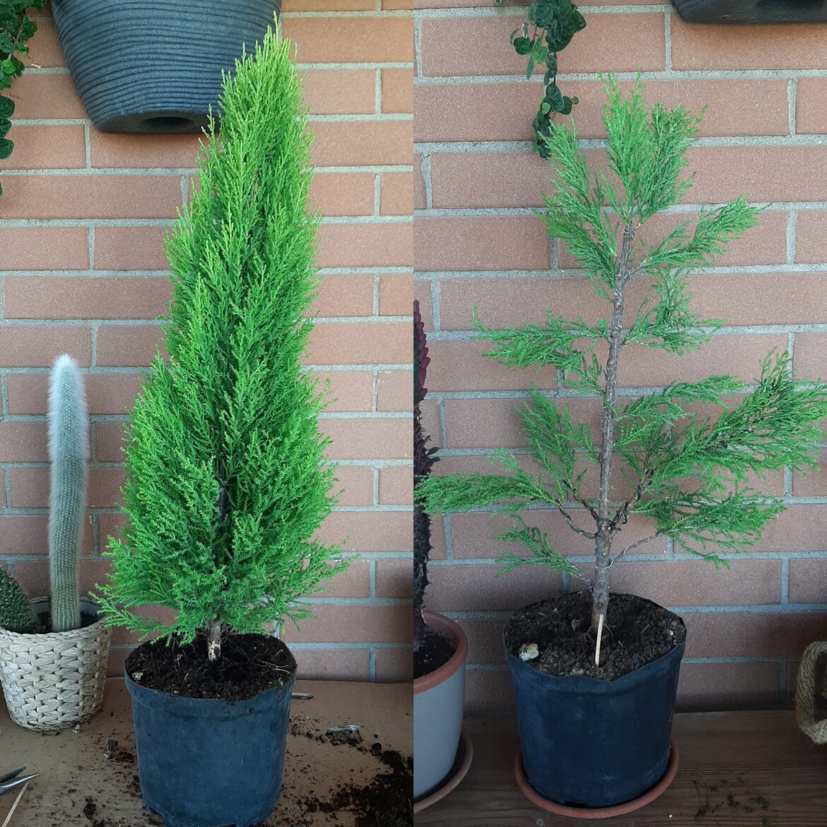 Cupressus Goldcrest.First attempt at bonsai training