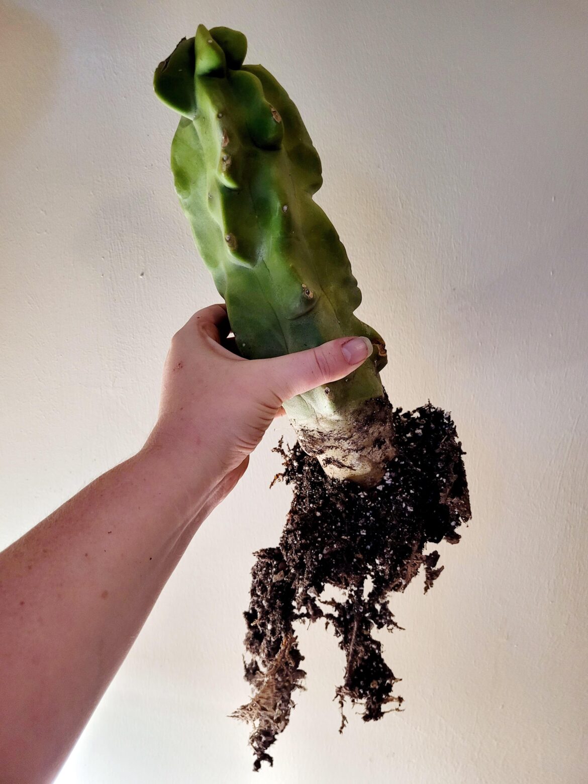 I heard these take forever to root. Had to peek today. 5 months of rooting here 💪