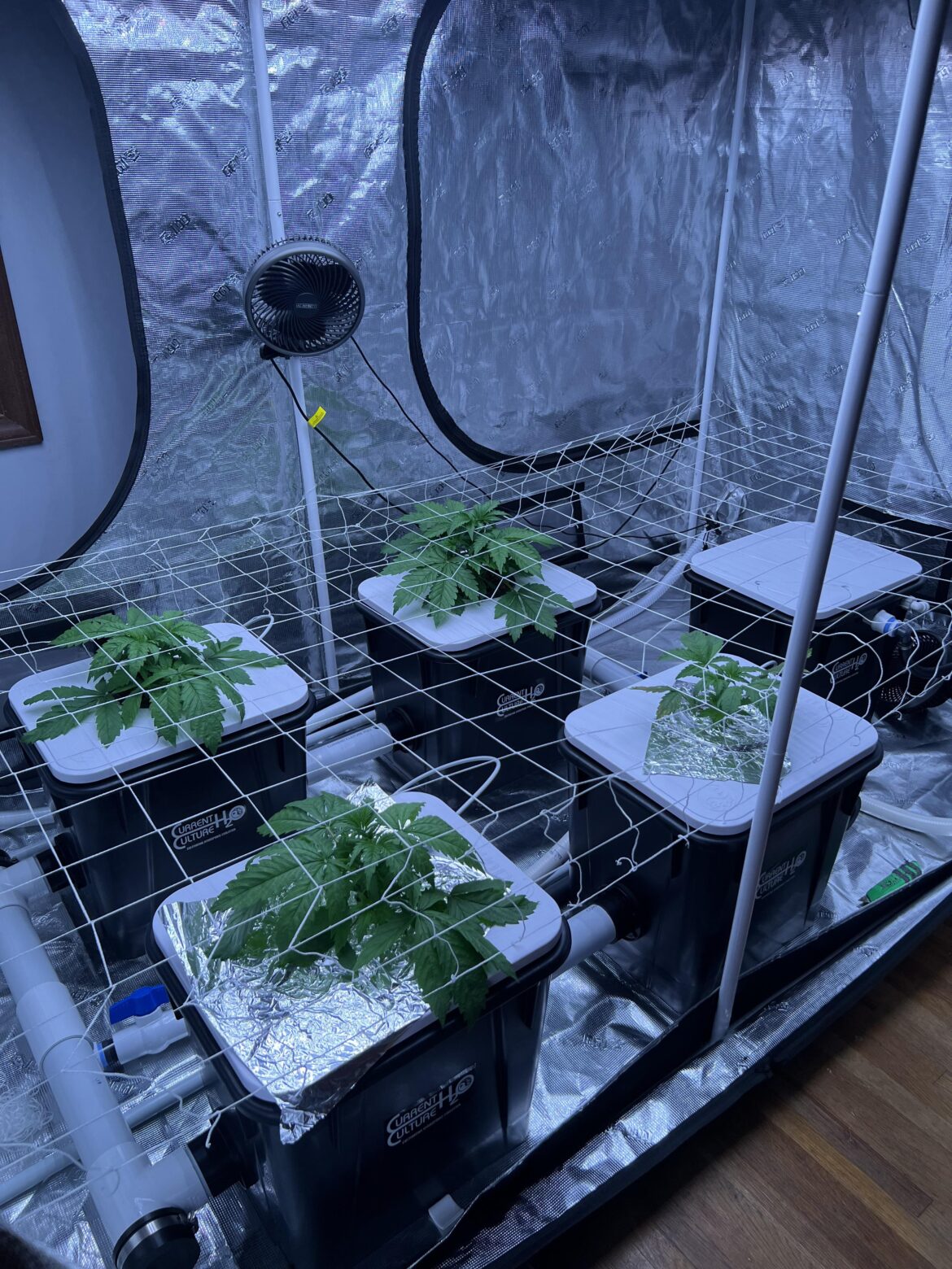 What everyone putting their scrog nets at height wise ?