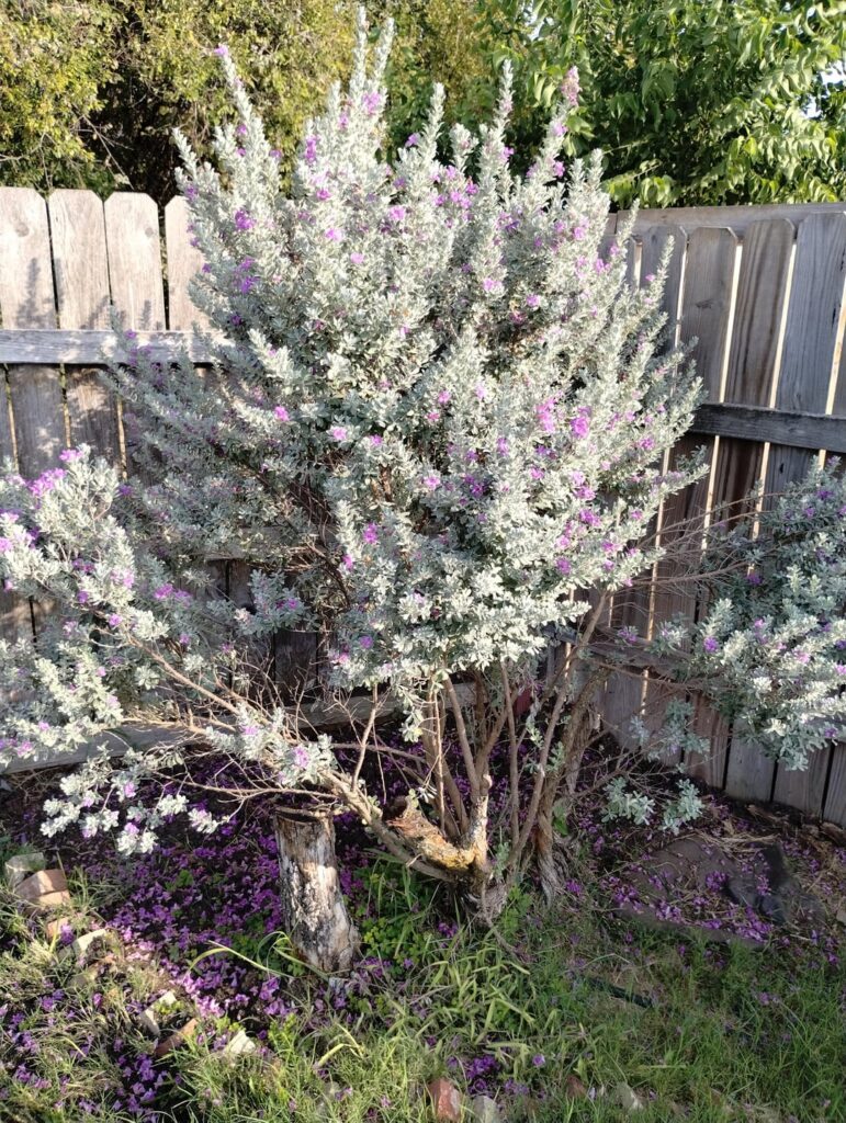 Anyone know this is? It's in my families backyard in central TX.