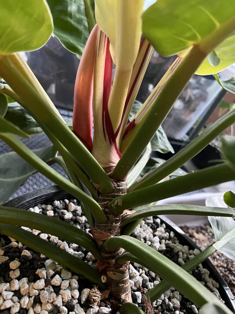 Chop/Propagate Tightly Stacked Philodendron