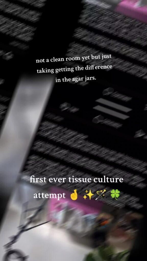 Thought you might like to see a timelapse of my first ever home lab, 🧪 tissue culture trial!