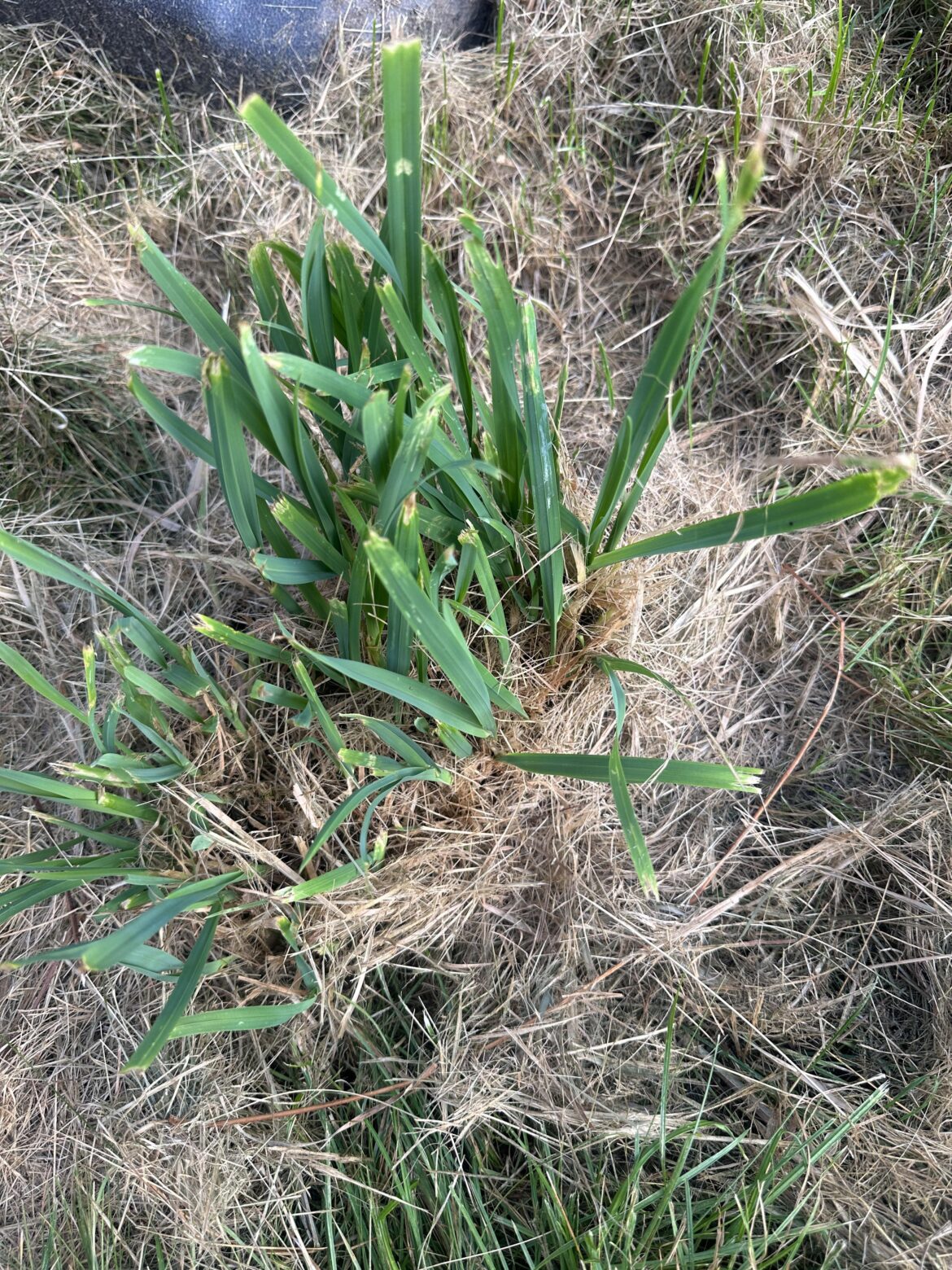 What is this plant that is infesting my lawn, and how do I get rid of it?