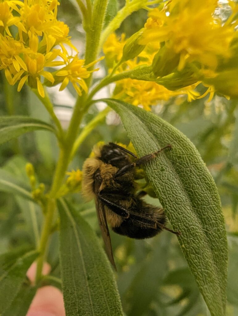 Cold rainy days are my favorite for getting a good look at the girls in my yard. So sleepy they don't mind modeling for me a bit.