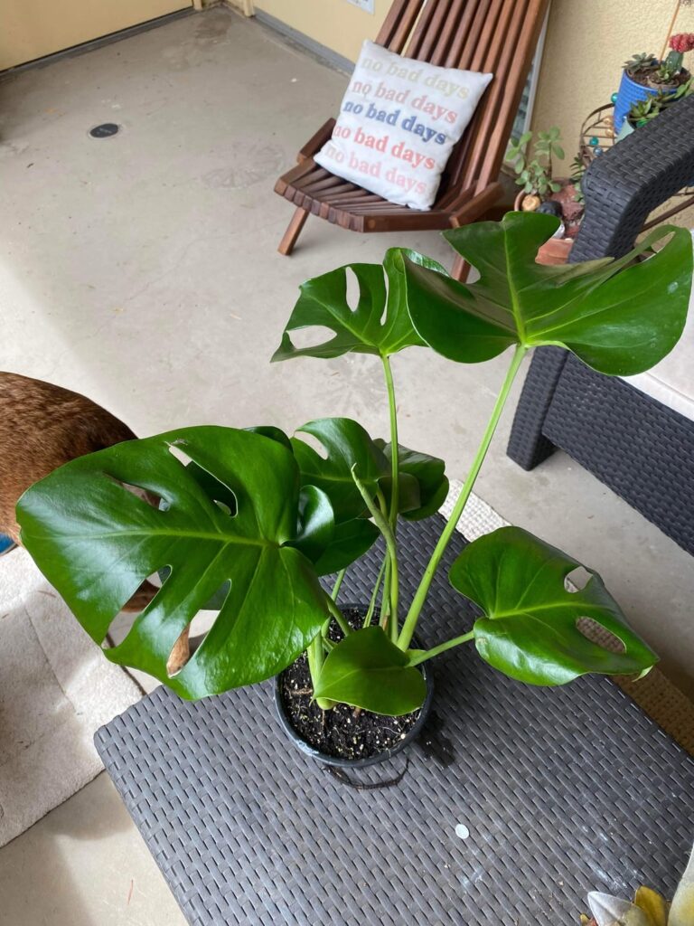 Happy one year anniversary to my monstera!