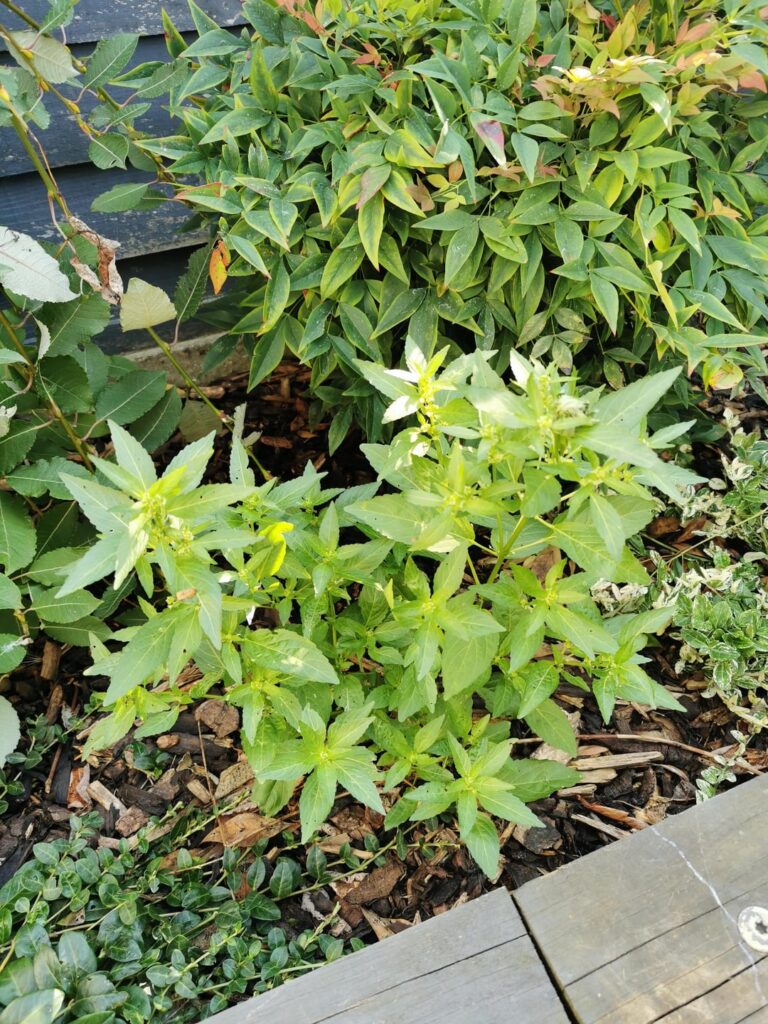 Is this a weed that suddenly shot out from an empty space?