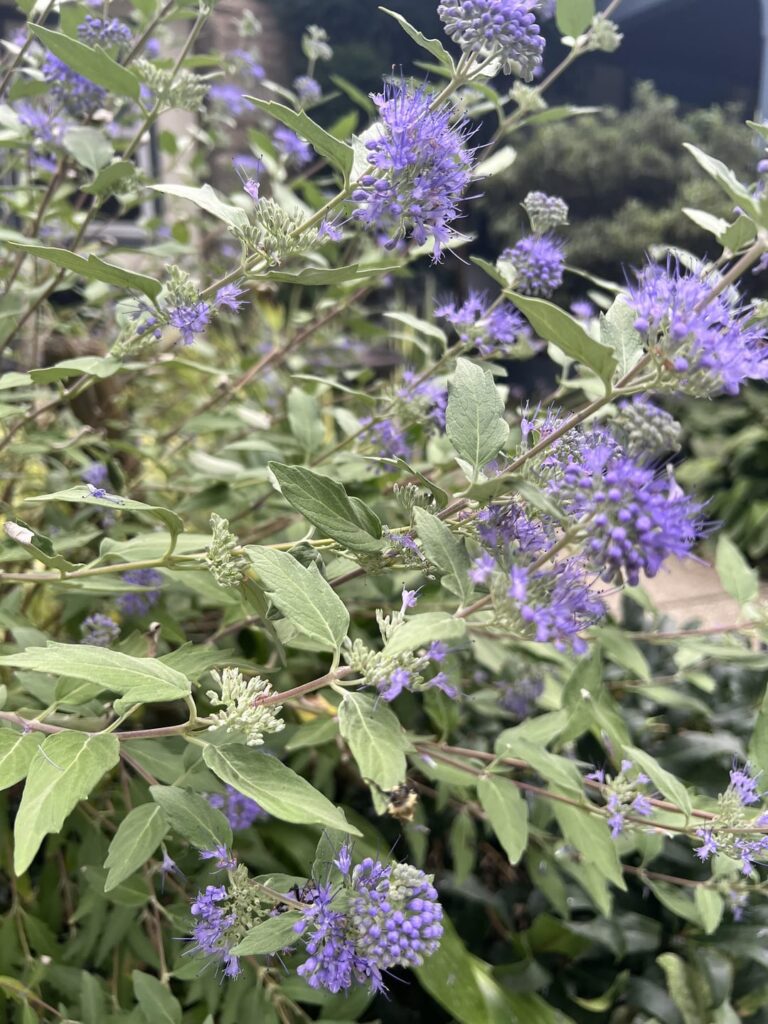 Please help - iNaturalist is struggling with this one