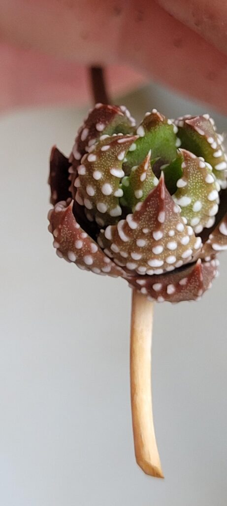 Perfect little bulbil with mini roots