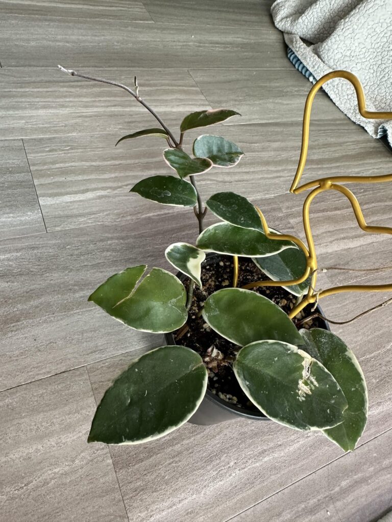 Thank you for the advice! She’s growing like a weed now!