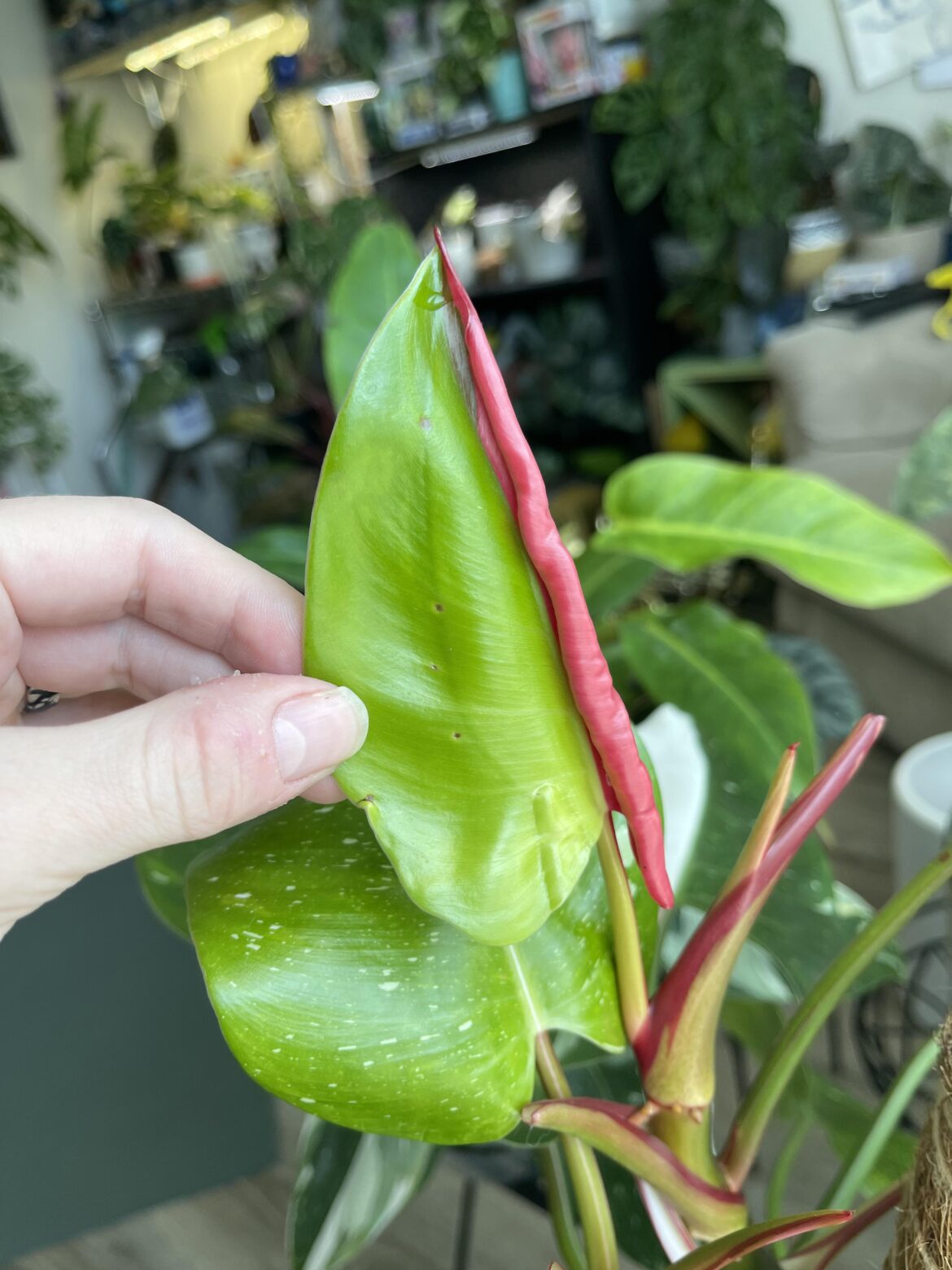 My white princess did the thing!