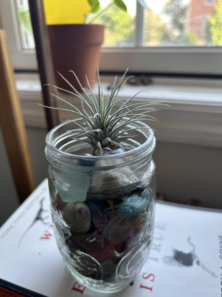 Air Plant Guidance Air Plant Guidance