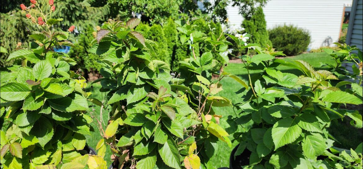 Zone 6, how long will these blackberries produce?