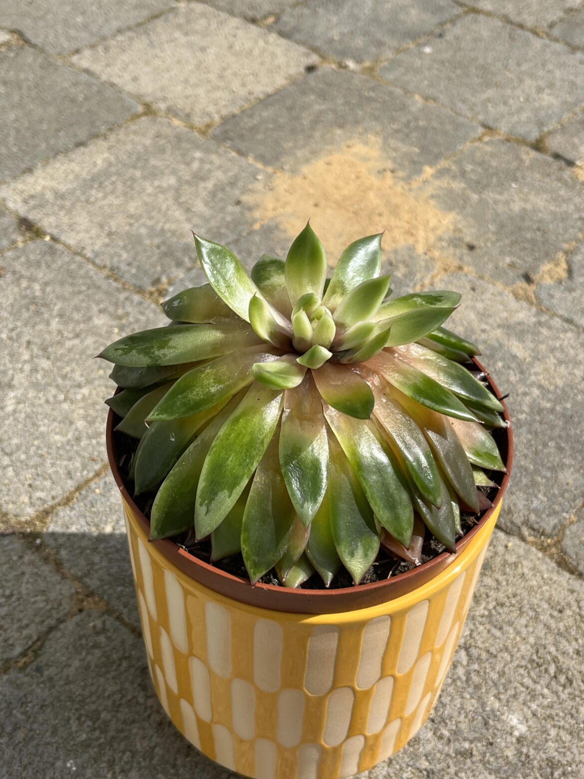 Can anyone help me, what’s wrong with my plant? Overwatered or fungus gnats damage?