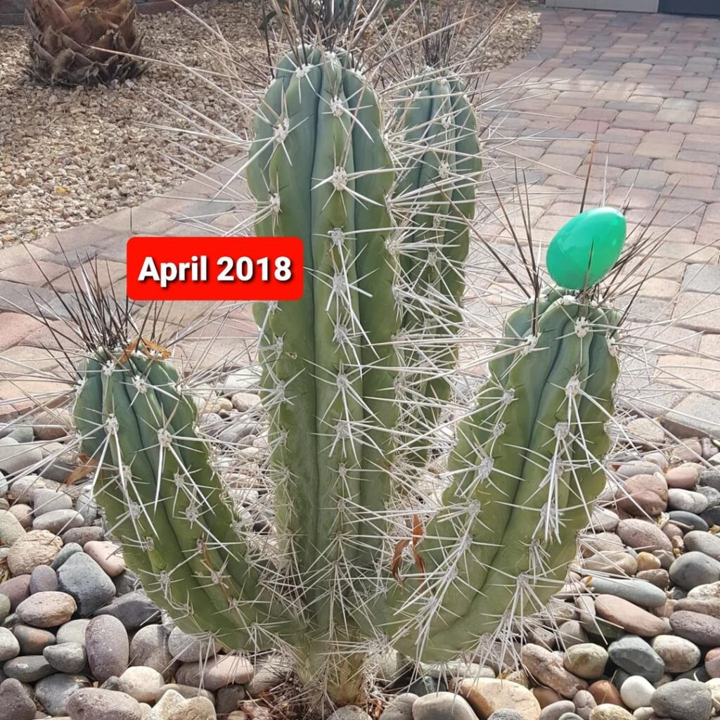 5 Year Difference - Argentine Toothpick Cactus
