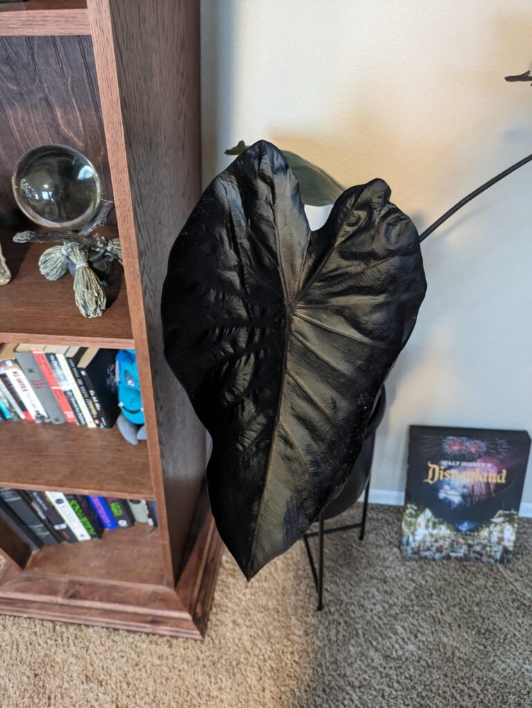 ID help please. I'm thing black magic??