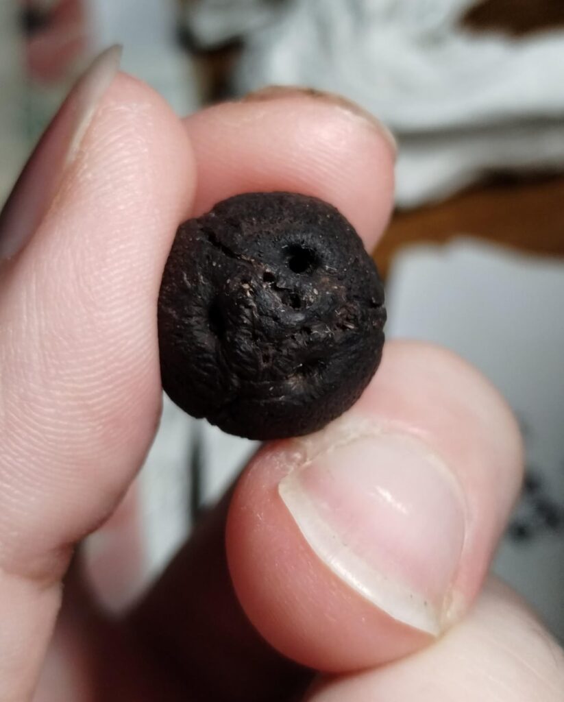 Found this digging in the flower bed. Looks like a tiny coconut. Anyone know what it is?