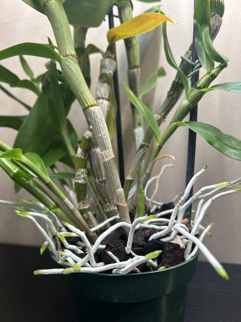 Dendrobium winter rest