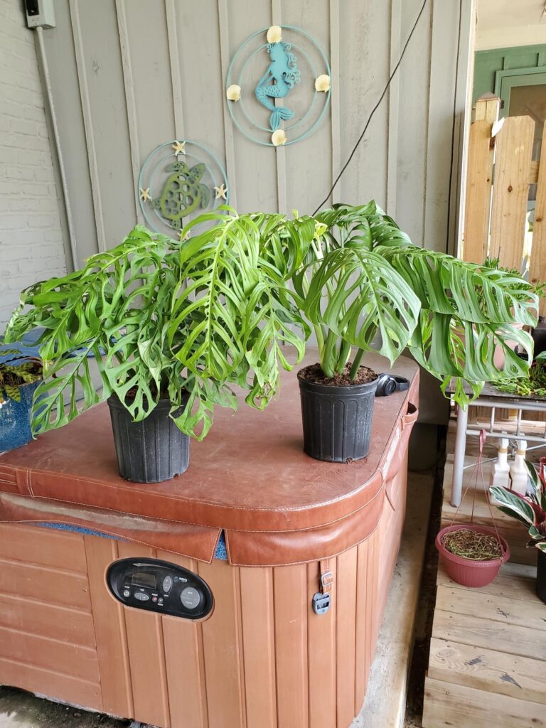 My 2 (3 actually, 2 in left pot) big Esqueletos. They should be tall enough to go on poles by Spring